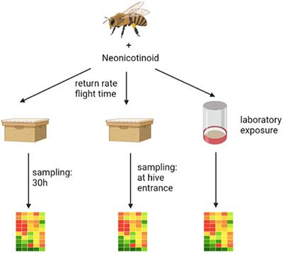 Correlation Between Increased Homing Flight Duration and Altered Gene Expression in the Brain of Honey Bee Foragers After Acute Oral Exposure to Thiacloprid and Thiamethoxam